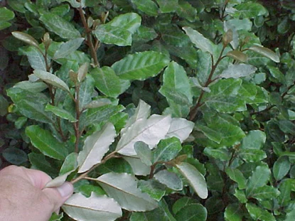 Thorny Elaeagnus (Elaeagnus pungens) in Middle Tennessee