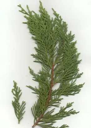 Leyland Cypress in Middle Tennessee