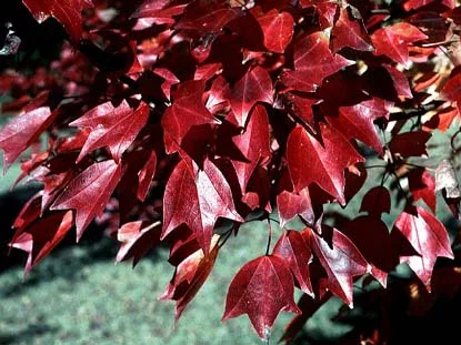 Trident Maple — photo 2