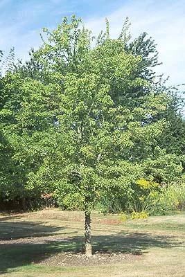 Trident Maple — photo 3