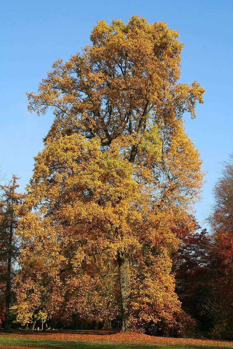 Tulip Poplar (Liriodendron tulipifera) β landscape plant in Middle Tennessee