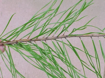 Virginia Pine (Scrub Pine) — photo 2