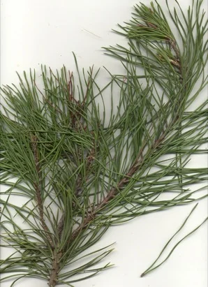 Virginia Pine (Scrub Pine) (Pinus virginiana) in Middle Tennessee