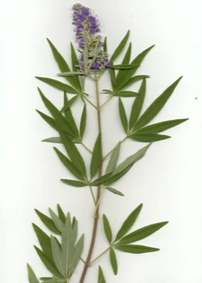 Vitex (Chaste Tree) (Vitex angus-castus) in Middle Tennessee