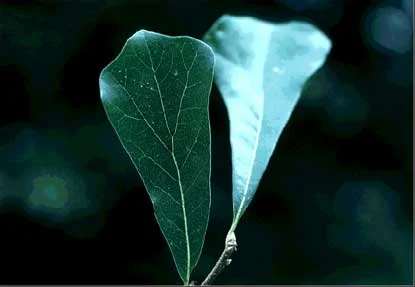 Water Oak (Quercus nigra) in Middle Tennessee