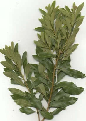 Wax Myrtle (Myrica cerifera) in Middle Tennessee