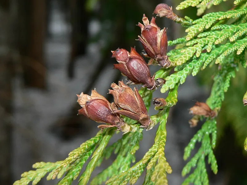 Western Arborvitae (Thuja plicata) β landscape plant in Middle Tennessee