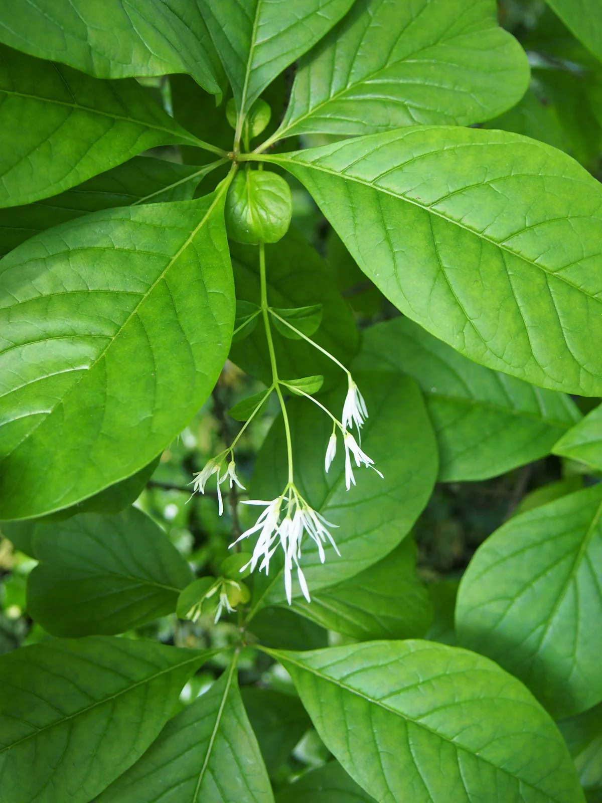 White Fringetree — photo 3