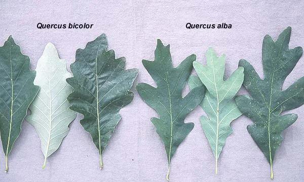 White Oak — photo 2