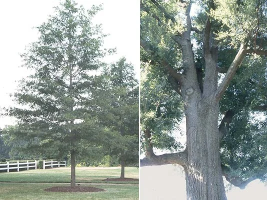 Willow Oak — photo 2