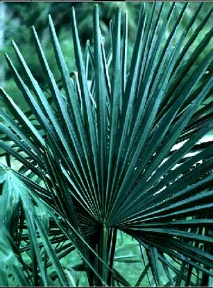 Windmill Palm — photo 2