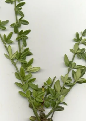 Winter Jasmine (Jasminum nudiflorum) in Middle Tennessee