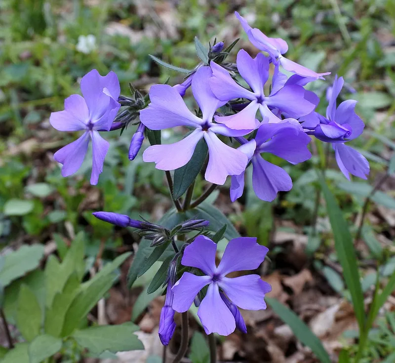 Woodland Phlox (Phlox divaricata) β landscape plant in Middle Tennessee