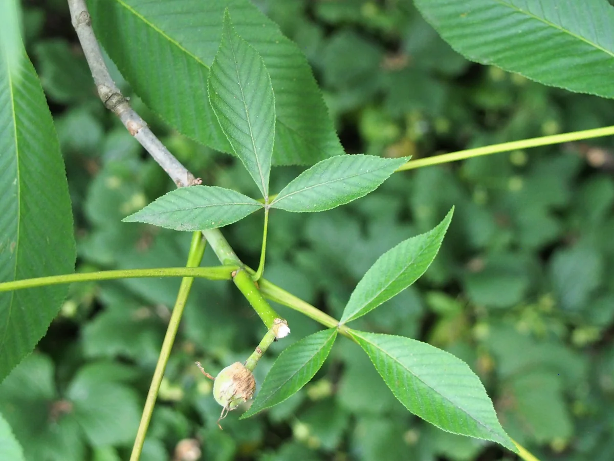 Yellow Buckeye — photo 3