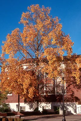 Yellow Poplar (Tulip Tree) — photo 2