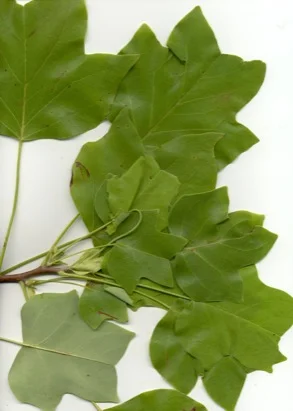 Yellow Poplar (Tulip Tree) (Liriodendron tulipifera) in Middle Tennessee
