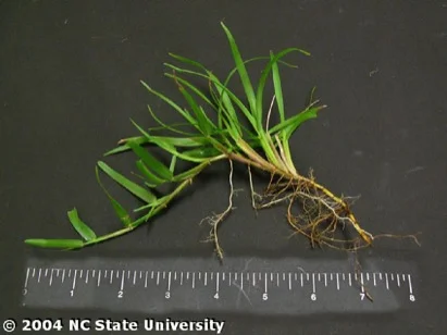 Centipedegrass (Eremochloa ophiuroides) in Middle Tennessee