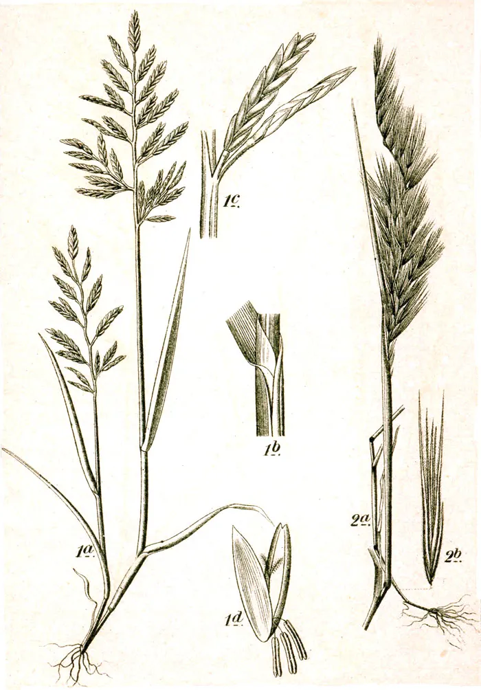 Fine Fescues in Middle Tennessee