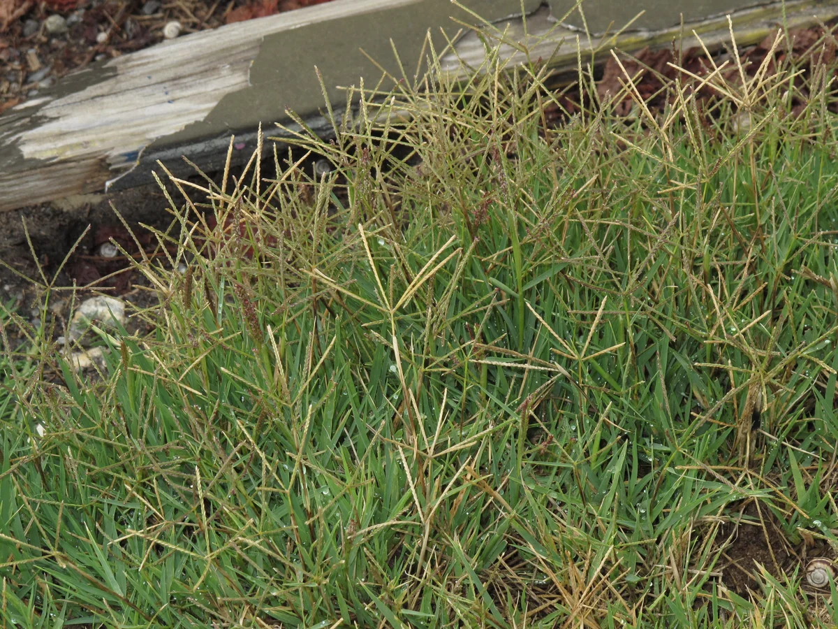 Hybrid Bermuda Grass — photo 3