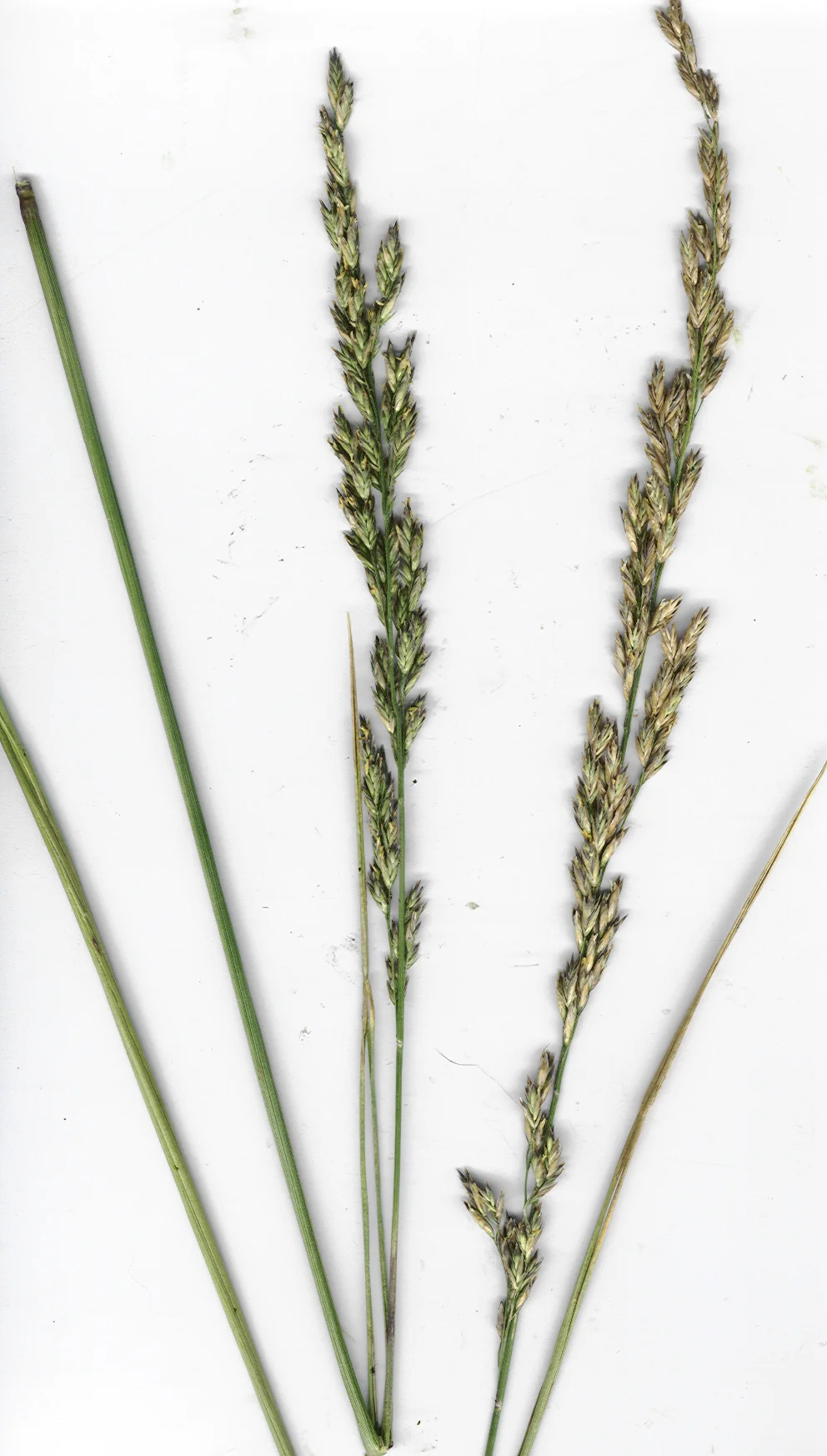 Kentucky 31 Fescue — photo 3
