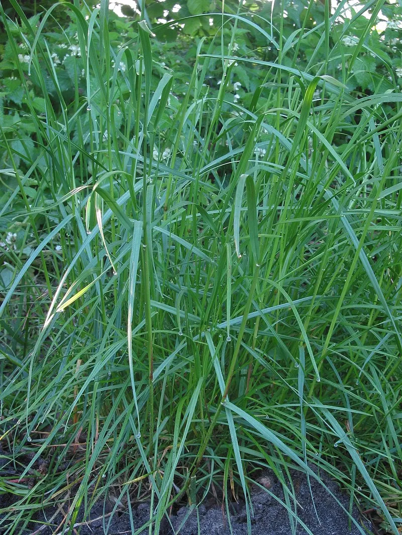 Perennial Ryegrass in Middle Tennessee