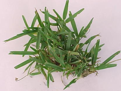 St. Augustinegrass (Stenotaphrum secundatum) in Middle Tennessee