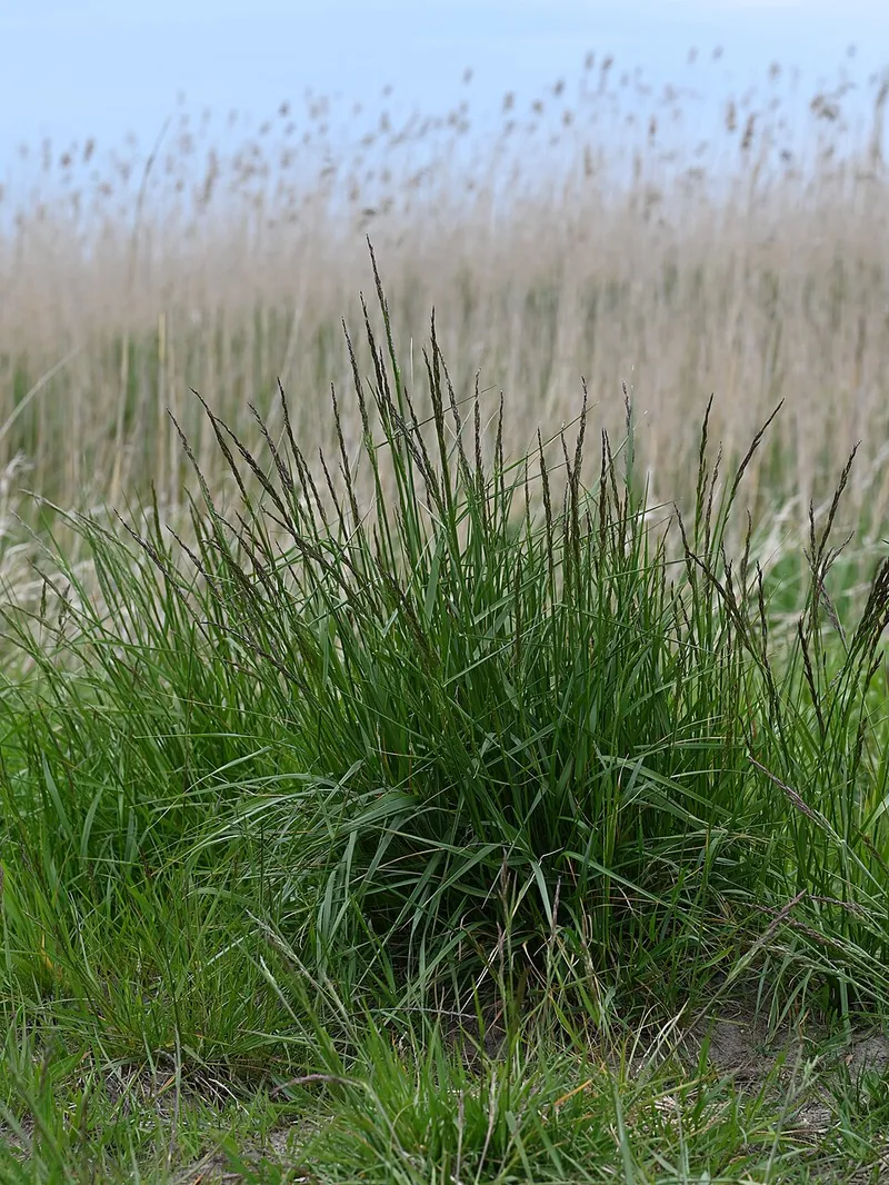 Tall Fescue in Middle Tennessee