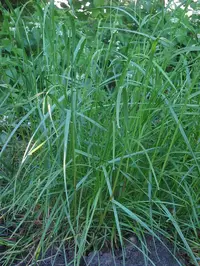 Perennial Ryegrass in Middle Tennessee