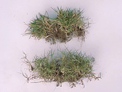 Zoysiagrass (Zoysia spp.) in Middle Tennessee