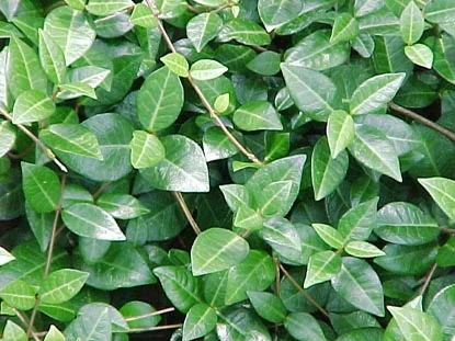 Vines & Climbers in Middle Tennessee