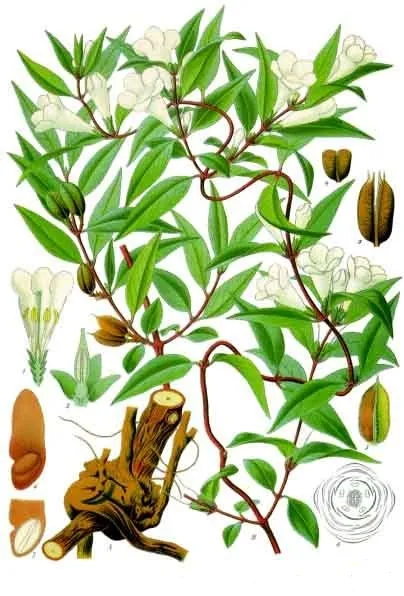 Carolina Jasmine (Gelsemium sempervirens) — landscape plant in Middle Tennessee