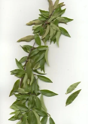 Carolina Yellow Jasmine — photo 2