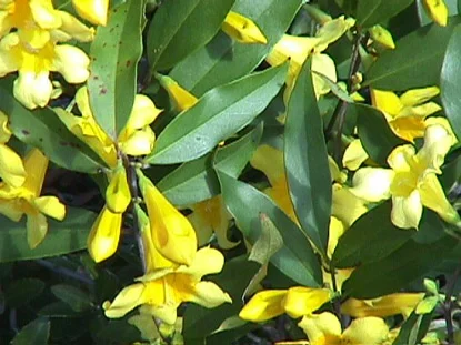 Carolina Yellow Jasmine (Gelsemium sempervirens) in Middle Tennessee