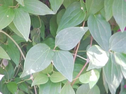 Clematis — photo 2