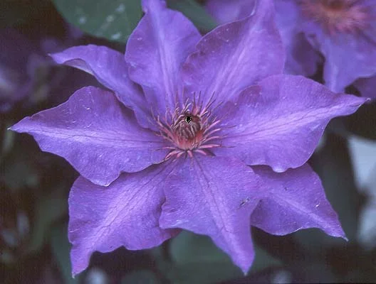 Clematis — photo 4