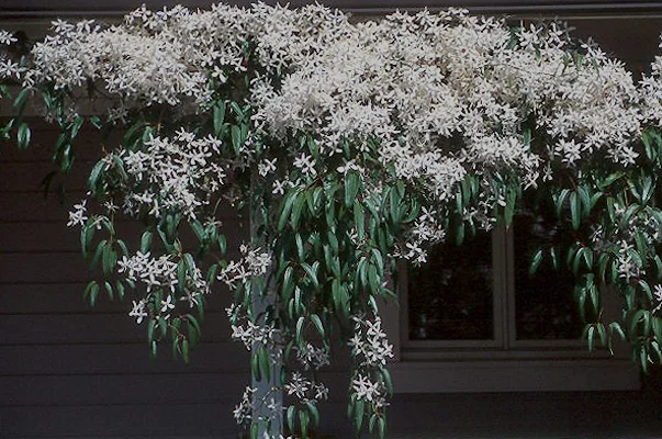 Clematis — photo 5