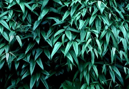Clematis (Clematis spp.) in Middle Tennessee