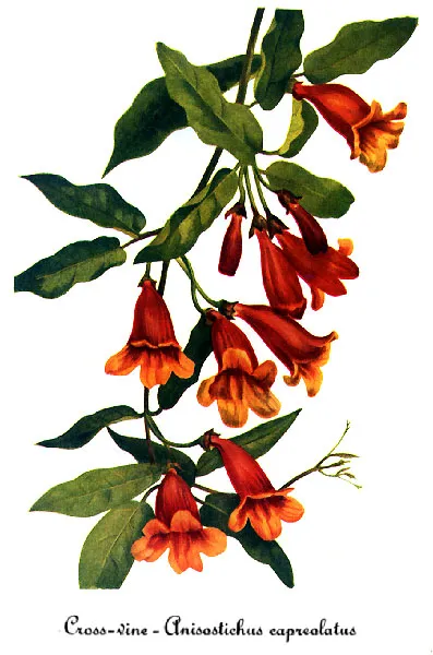 Crossvine (Bignonia capreolata) — landscape plant in Middle Tennessee