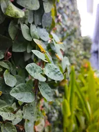 Creeping Fig in Middle Tennessee