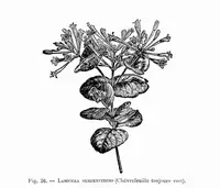 Trumpet Honeysuckle in Middle Tennessee