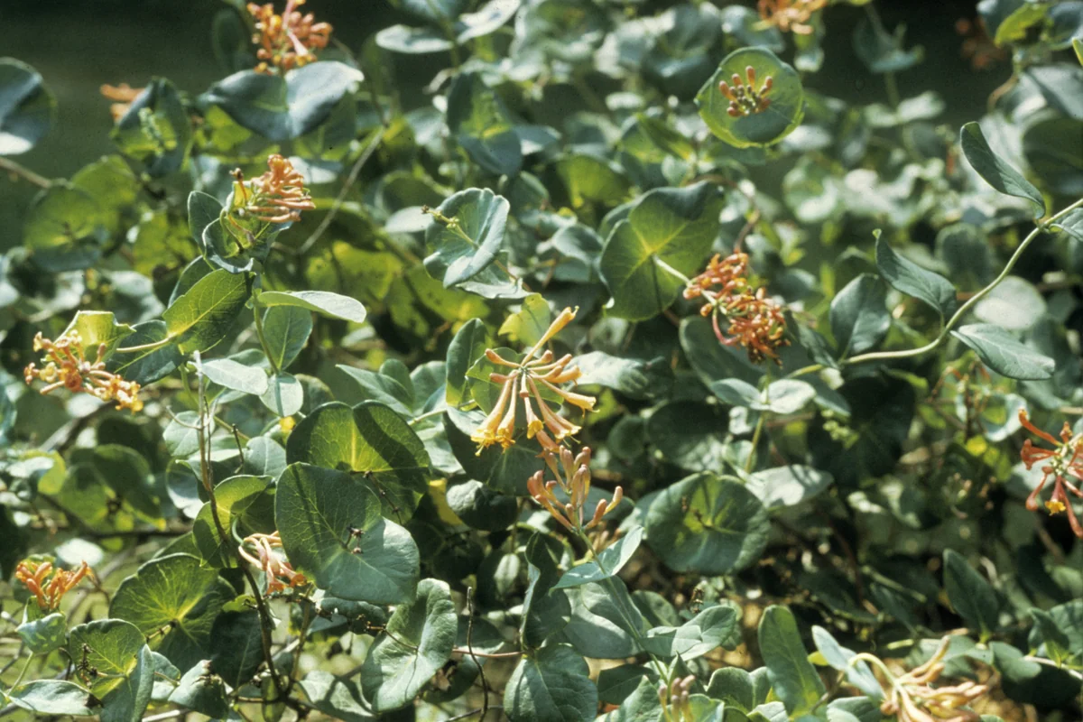 Trumpet Honeysuckle — photo 3