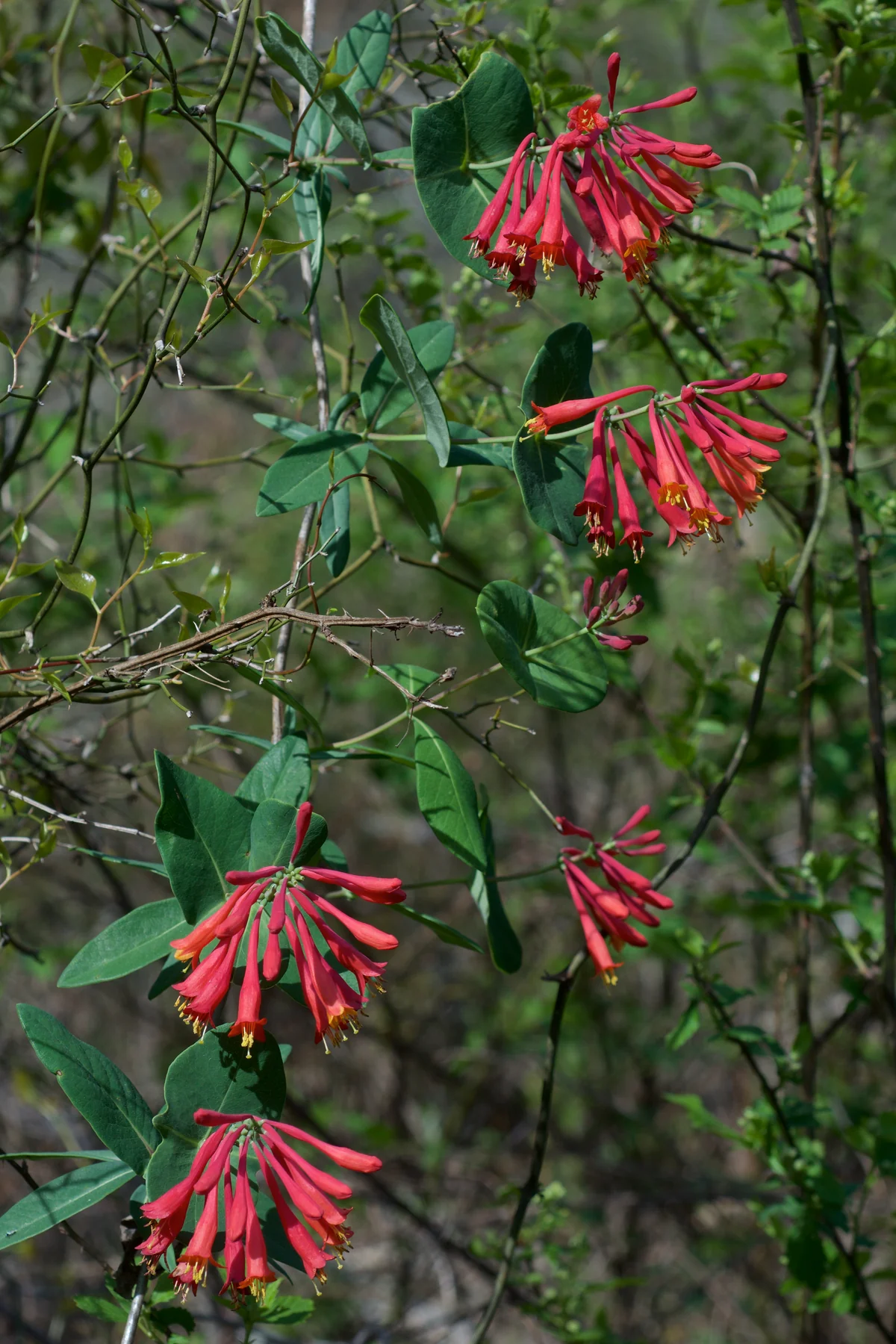 Trumpet Honeysuckle in Middle Tennessee