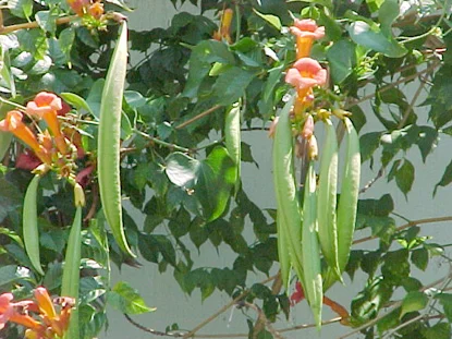 Trumpet Vine — photo 2