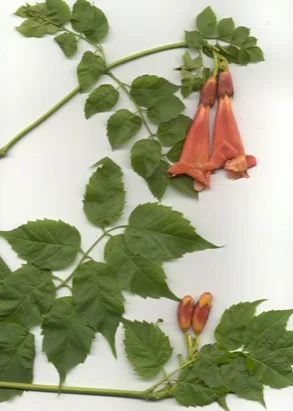 Trumpet Vine (Campsis radicans) in Middle Tennessee