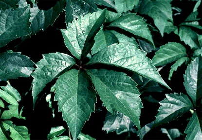Virginia Creeper (Woodbine) (Parthenocissus quinquefolia) in Middle Tennessee