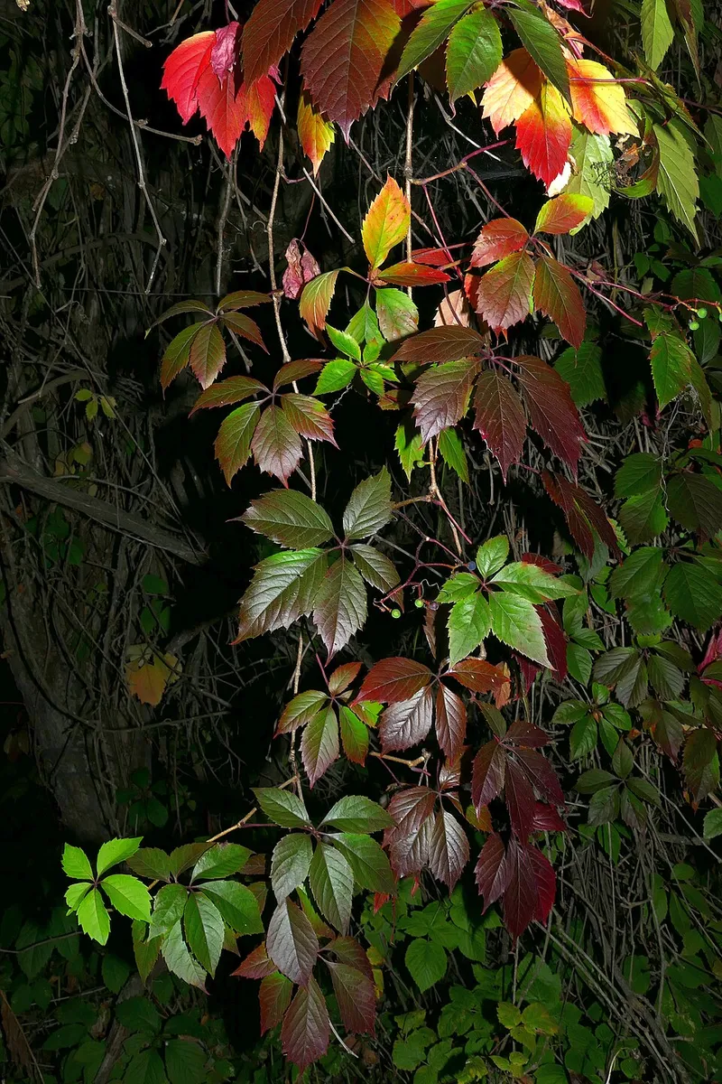 Virginia Creeper (Parthenocissus quinquefolia) — landscape plant in Middle Tennessee