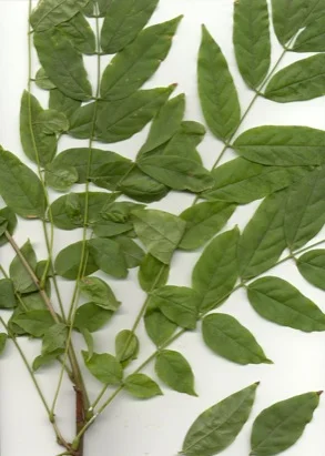 Wisteria — photo 2