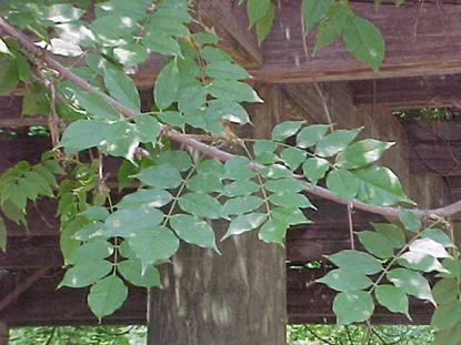 Wisteria (Wisteria sinensis) in Middle Tennessee