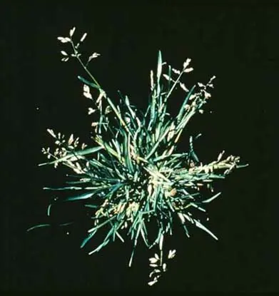 Annual Bluegrass in Middle Tennessee