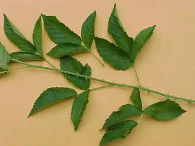 Blackberry in Middle Tennessee